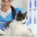 Should I Take My Cat to the Vet Annually?