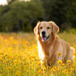 Spay/neuter age by dog breed and size