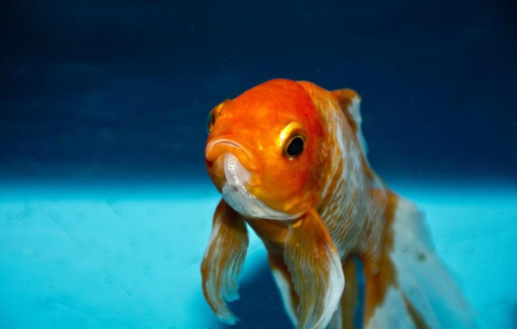 Argentina Court Rules Fish Have Rights