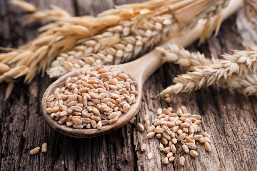 Top dog food ingredients that cause allergies