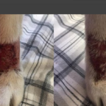 5 Things You Should Know About Dog Lick Granulomas 2026