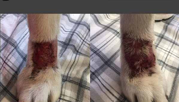 5 Things You Should Know About Dog Lick Granulomas 2026