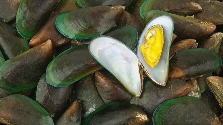 Can This Little Shellfish Keep Your Furry Friend Moving?