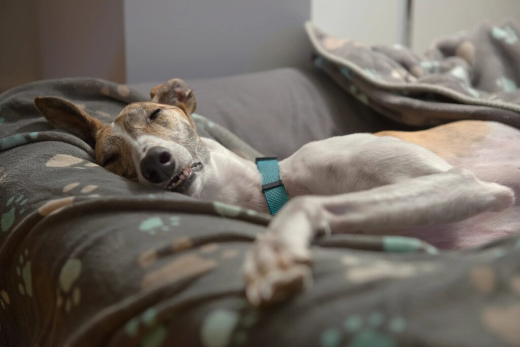 Which Dog Breeds Handle Being Home Alone The Best?