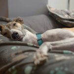 Which Dog Breeds Handle Being Home Alone The Best?