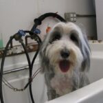 Dog Grooming Tips: A Groomer’s At-Home Guide