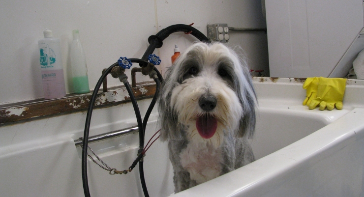 Dog Grooming Tips: A Groomer’s At-Home Guide