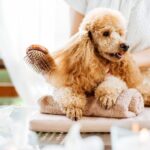 How to Help Your Dog or Cat Overcome Grooming Anxiety