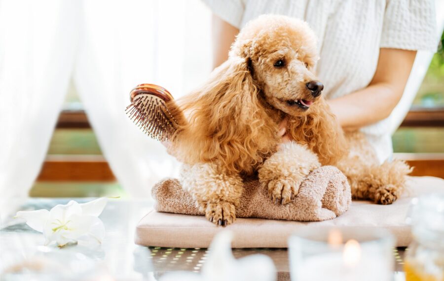 How to Help Your Dog or Cat Overcome Grooming Anxiety
