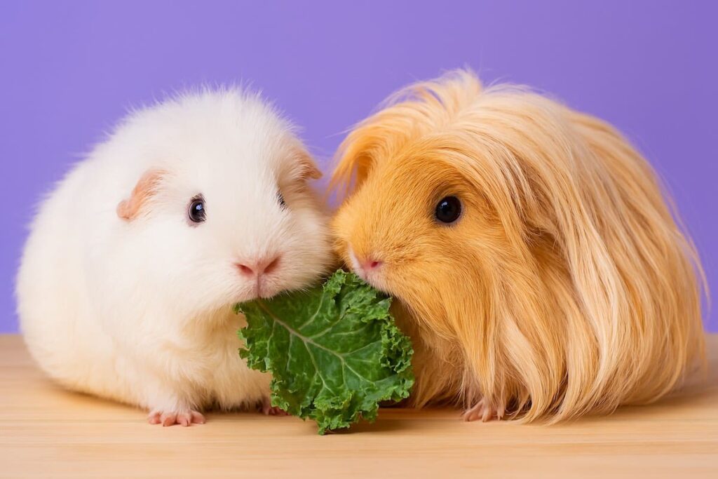 Can Guinea Pigs Eat Kale? Safe Feeding Guide