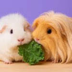 Can Guinea Pigs Eat Kale? Safe Feeding Guide