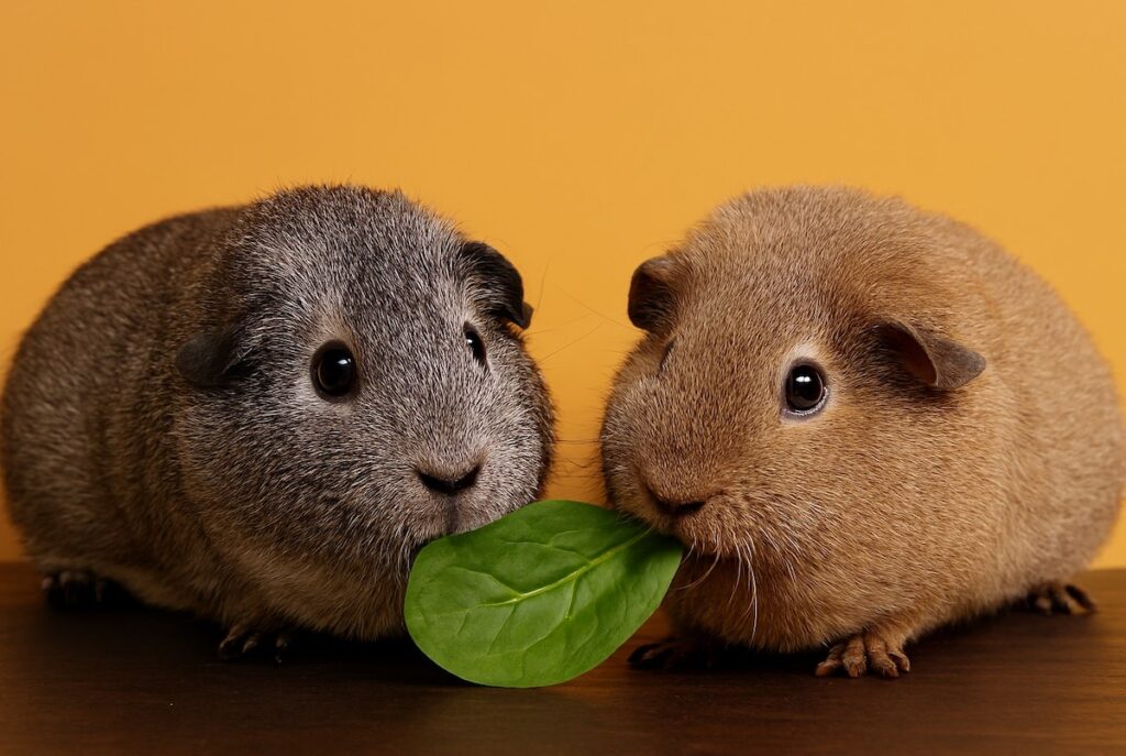 Can Guinea Pigs Eat Spinach Leaves?