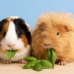 Can Guinea Pigs Eat Basil? (How Much and How Often)
