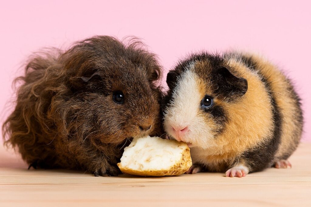 Can Guinea Pigs Eat Celeriac (Celery Root)?