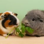 Can Guinea Pigs Eat Coriander (Cilantro)?