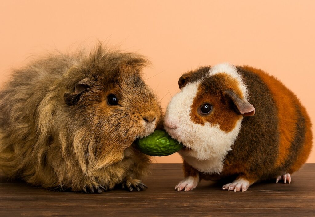 Can Guinea Pigs Eat Cucumber? Safe Feeding Guide