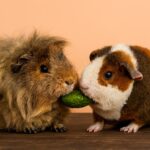 Can Guinea Pigs Eat Cucumber? Safe Feeding Guide