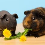 Can Guinea Pigs Eat Dandelion? Safe Feeding Guide