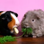 Can Guinea Pigs Eat Fennel? Safe Feeding and Nutrition Guide