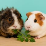 Can Guinea Pigs Eat Parsley?
