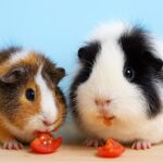 Can Guinea Pigs Eat Tomatoes? Safe Parts and Feeding Guide