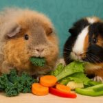 Best Vegetables for Guinea Pigs: Safe List & Food Charts