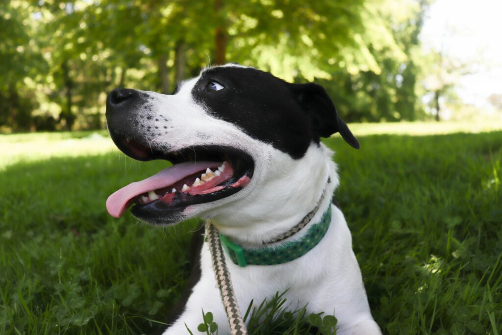 Why Is My Dog Panting So Much? 5 Causes and When to Worry