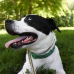 Why Is My Dog Panting So Much? 5 Causes and When to Worry