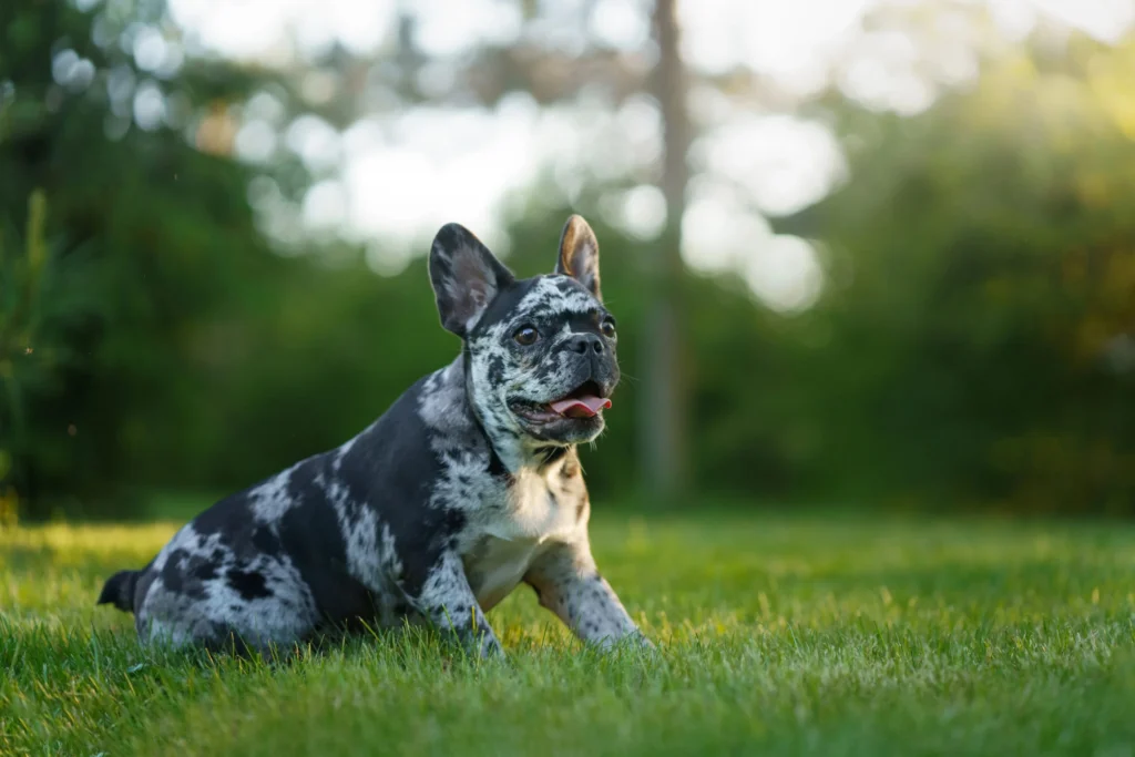 Would Your Dog Actually Stay? What Dog Owners Often Overlook About Unfenced Yards