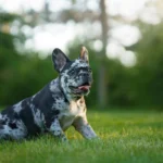 Would Your Dog Actually Stay? What Dog Owners Often Overlook About Unfenced Yards