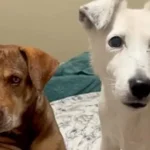 He Waited a Year for a Family