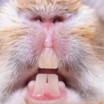 Rabbit Teeth Grinding: What Is It & Why Do They Do It