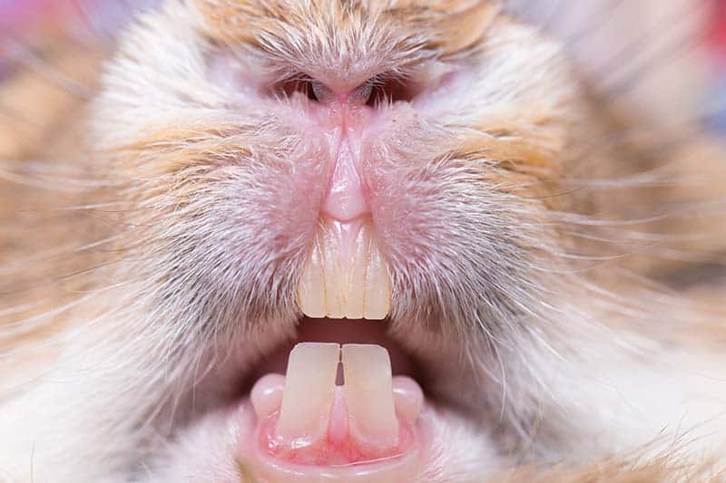 Rabbit Teeth Grinding: What Is It & Why Do They Do It