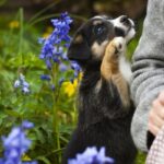 Why Do Dogs Lean on You?
