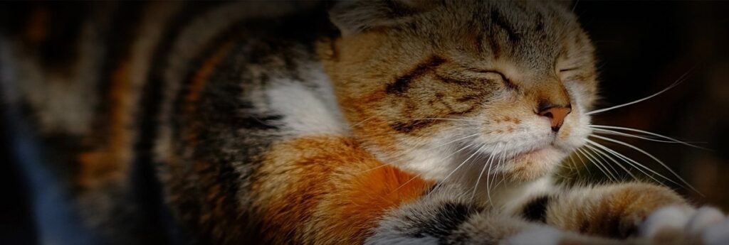 Best Cat Food for 2024