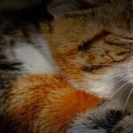 Best Cat Food for 2024