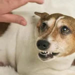 A Study That Sheds Light on Canine Aggression