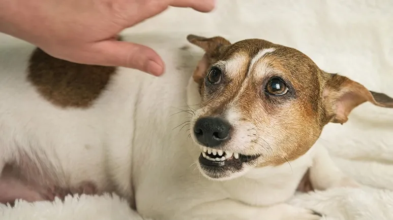 A Study That Sheds Light on Canine Aggression