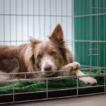 How Big Should a Dog Crate Be? Avoid the Wrong Size!
