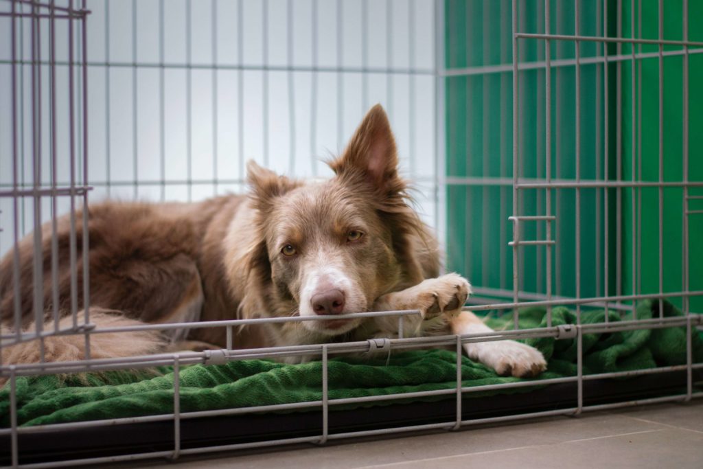 How Big Should a Dog Crate Be? Avoid the Wrong Size!