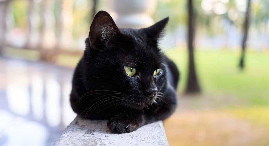 The Black Panther of the Cat World: Meet the Bombay
