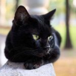 The Black Panther of the Cat World: Meet the Bombay