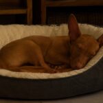 How to Help a Puppy Sleep Through the Night