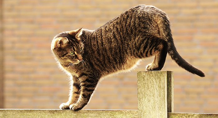 How To Stop A Cat From Climbing A Fence