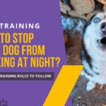 How to Stop Your Dog from Barking at Night? [9 Simple Training Rules to Follow]