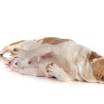 How to Tell If Your Dog is Pregnant? 10 Pregnancy Signs to Check