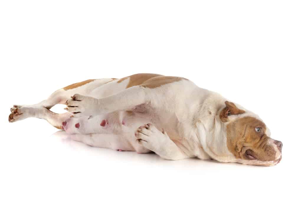 How to Tell If Your Dog is Pregnant? 10 Pregnancy Signs to Check