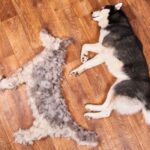 How to Groom a Double-Coated Dog at Home Step by Step