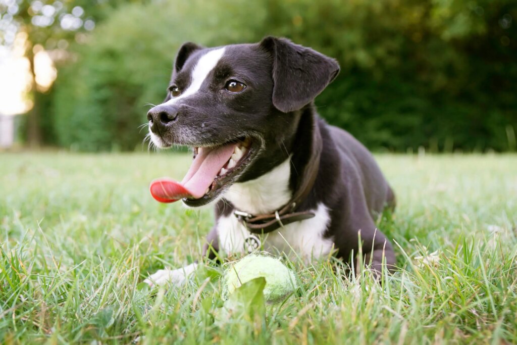 Why Is My Dog’s Breath So Bad?