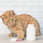 Poison Prevention in Cats 101